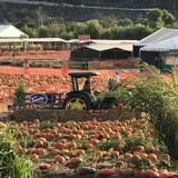 Tanaka Farms Pumpkin Patch photo