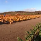 Tanaka Farms Pumpkin Patch photo