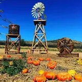 Tanaka Farms Pumpkin Patch photo