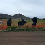 Tanaka Farms Pumpkin Patch photo