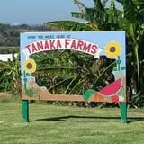 Tanaka Farms Pumpkin Patch photo