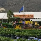 Tanaka Farms Pumpkin Patch photo