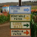 Tanaka Farms Pumpkin Patch photo