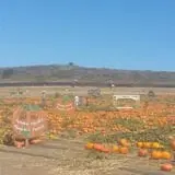 Tanaka Farms Pumpkin Patch photo