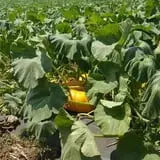 Tanaka Farms Pumpkin Patch photo
