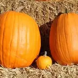 Ashland Produce photo