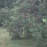 3 Bee Farms photo