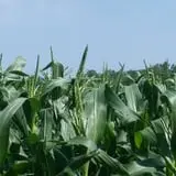 3 Bee Farms photo