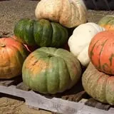 Zane's Clodbuster Farms photo