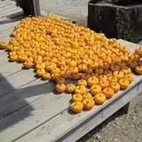 Zane's Clodbuster Farms photo