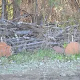 Thunder Road Farm's Corn Maze photo