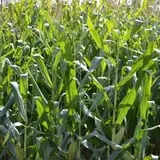 Thunder Road Farm's Corn Maze photo