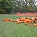 Thunder Road Farm's Corn Maze photo
