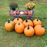Thunder Road Farm's Corn Maze photo