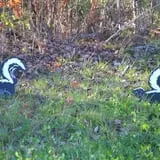 Thunder Road Farm's Corn Maze photo