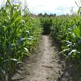 Thunder Road Farm's Corn Maze photo