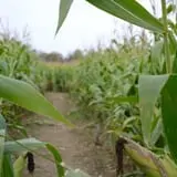 Thunder Road Farm's Corn Maze photo