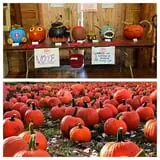Ferguson's Orchards photo