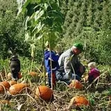 Ferguson's Orchards photo