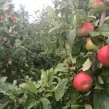Ferguson's Orchards photo