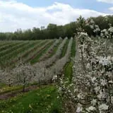 Ferguson's Orchards photo