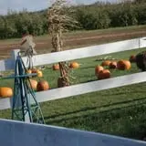 Ferguson's Orchards photo