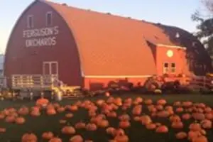 Ferguson's Orchards