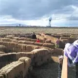 Pack Farms Pumpkin Patch photo