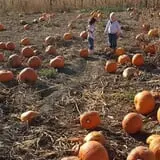 Pack Farms Pumpkin Patch photo