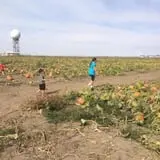 Pack Farms Pumpkin Patch photo