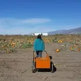 Pack Farms Pumpkin Patch photo