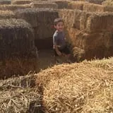 Pack Farms Pumpkin Patch photo
