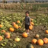 Pack Farms Pumpkin Patch photo