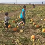 Pack Farms Pumpkin Patch photo