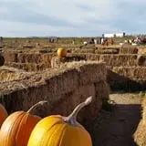 Pack Farms Pumpkin Patch photo