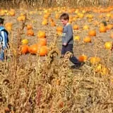 Pack Farms Pumpkin Patch photo