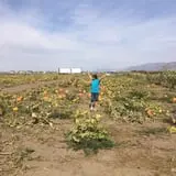 Pack Farms Pumpkin Patch photo