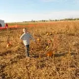 Pack Farms Pumpkin Patch photo