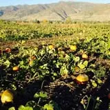 Pack Farms Pumpkin Patch photo