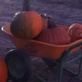 Pack Farms Pumpkin Patch photo
