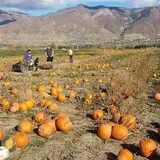 Pack Farms Pumpkin Patch photo