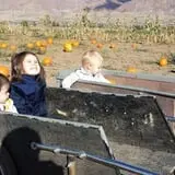 Pack Farms Pumpkin Patch photo