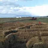 Pack Farms Pumpkin Patch photo