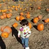 Pack Farms Pumpkin Patch photo
