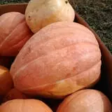 Pack Farms Pumpkin Patch photo
