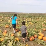 Pack Farms Pumpkin Patch photo