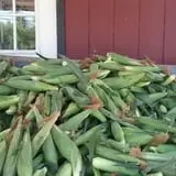 Bradstreet Farms photo