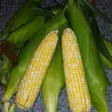 Bradstreet Farms photo