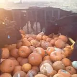 Cox's Pumpkin Patch photo