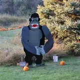 Cox's Pumpkin Patch photo